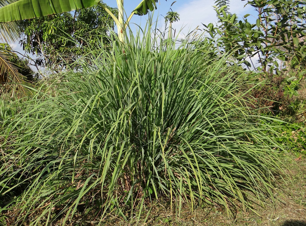 Citrongræsplante (Lemongrass)